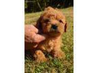 Goldendoodle Puppy for sale in Milburn, OK, USA