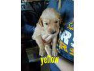 Golden Retriever Puppy for sale in Yuma, CO, USA