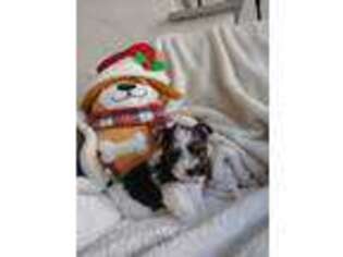 Biewer Terrier Puppy for sale in Pembroke Pines, FL, USA