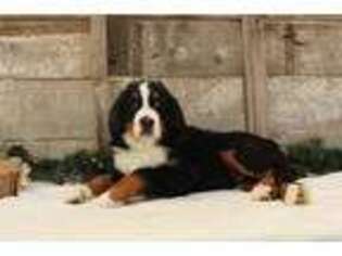 Bernese Mountain Dog Puppy for sale in Oakland, MD, USA