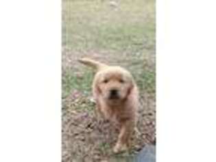 Golden Retriever Puppy for sale in New Port Richey, FL, USA