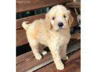 Goldendoodle Puppy for sale in Springville, AL, USA