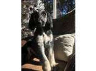 Afghan Hound Puppy for sale in Montgomery, AL, USA