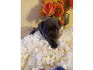 Mutt Puppy for sale in Teaneck, NJ, USA