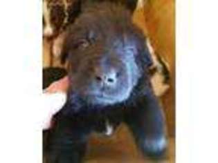 Newfoundland Puppy for sale in Waynesburg, PA, USA