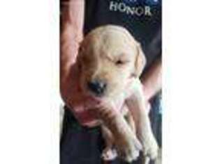 Golden Retriever Puppy for sale in Van, TX, USA