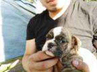 Bulldog Puppy for sale in Walker, MN, USA