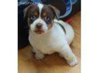 Jack Russell Terrier Puppy for sale in Divide, CO, USA