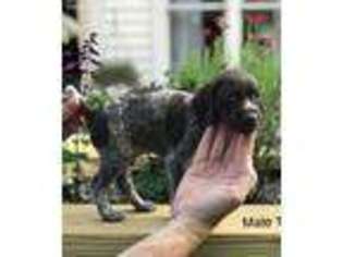 German Shorthaired Pointer Puppy for sale in Guntersville, AL, USA