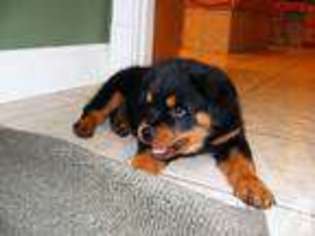 Rottweiler Puppy for sale in CATLETTSBURG, KY, USA