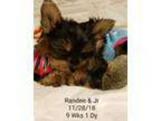 Yorkshire Terrier Puppy for sale in Blue Springs, MO, USA