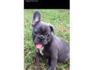 French Bulldog Puppy for sale in Arkoma, OK, USA