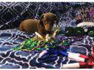Dachshund Puppy for sale in Frostproof, FL, USA