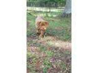 American Bull Dogue De Bordeaux Puppy for sale in Villa Rica, GA, USA