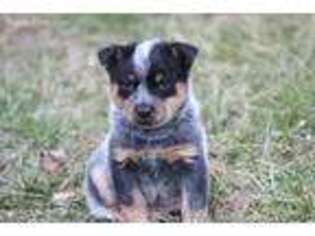 Australian Cattle Dog Puppy for sale in Hillsboro, OH, USA