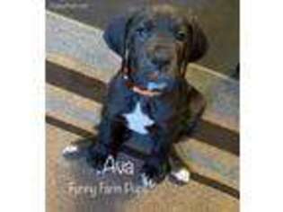 Great Dane Puppy for sale in Portland, ME, USA