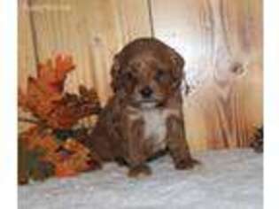 Cavapoo Puppy for sale in Seymour, IA, USA