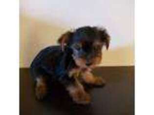 Yorkshire Terrier Puppy for sale in Mount Airy, NC, USA