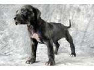 Great Dane Puppy for sale in Troy, TX, USA
