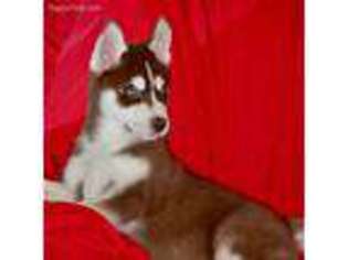 Siberian Husky Puppy for sale in Auburn, CA, USA