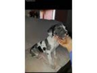 Great Dane Puppy for sale in Springboro, OH, USA