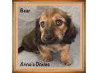 Dachshund Puppy for sale in Lake Elsinore, CA, USA