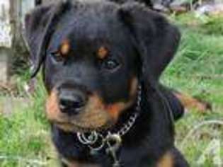 Rottweiler Puppy for sale in KNOXVILLE, TN, USA