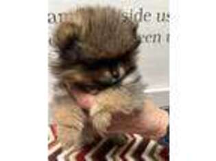 Pomeranian Puppy for sale in Ithaca, MI, USA