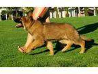 German Shepherd Dog Puppy for sale in Menifee, CA, USA