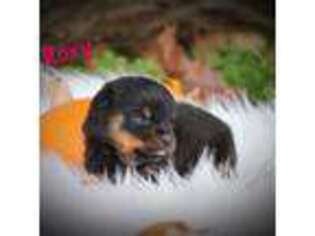 Rottweiler Puppy for sale in Manheim, PA, USA
