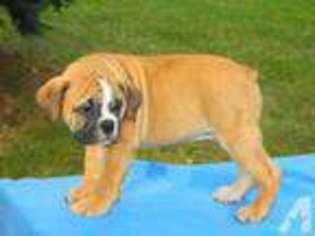 Olde English Bulldogge Puppy for sale in PEWAUKEE, WI, USA