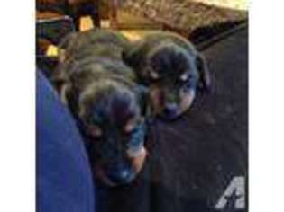 Dachshund Puppy for sale in SCOTTSDALE, AZ, USA