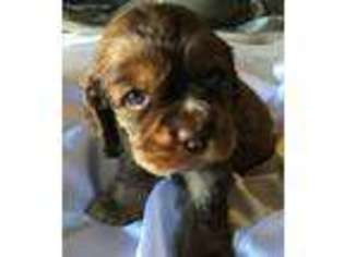 Cocker Spaniel Puppy for sale in Hayesville, NC, USA