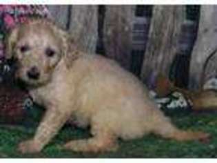 Labradoodle Puppy for sale in La Habra, CA, USA