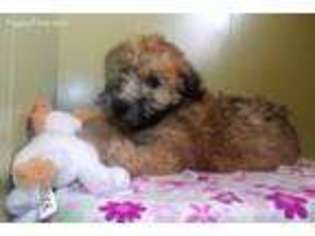 Soft Coated Wheaten Terrier Puppy for sale in Paterson, NJ, USA