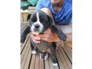 Olde English Bulldogge Puppy for sale in Beaverton, OR, USA