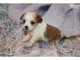 Shih-Poo Puppy for sale in Jacksonville, FL, USA