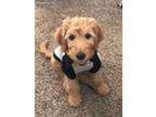 Goldendoodle Puppy for sale in Athens, GA, USA