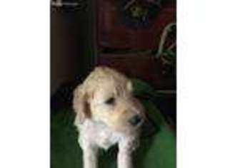 Goldendoodle Puppy for sale in Blue Springs, MS, USA