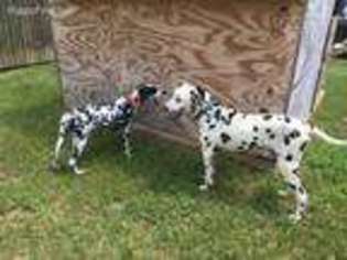 Dalmatian Puppy for sale in Kingstree, SC, USA