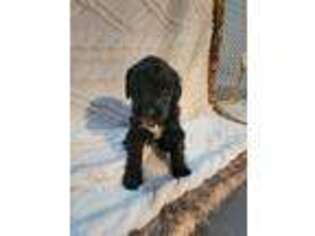 Saint Berdoodle Puppy for sale in Hartford, IA, USA
