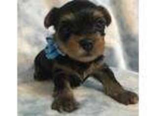 Yorkshire Terrier Puppy for sale in Debary, FL, USA
