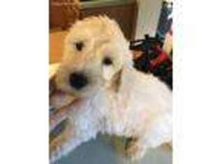 Goldendoodle Puppy for sale in Oswego, NY, USA