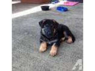 German Shepherd Dog Puppy for sale in PEARL CITY, HI, USA