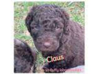 Labradoodle Puppy for sale in Lady Lake, FL, USA