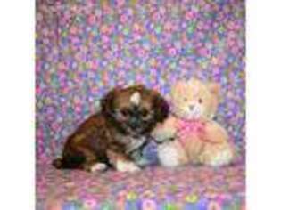 Shorkie Tzu Puppy for sale in Newport, NE, USA