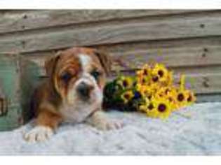 Bulldog Puppy for sale in Goshen, IN, USA