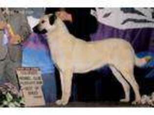Anatolian Shepherd Puppy for sale in Calhan, CO, USA