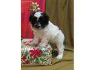 Poovanese Puppy for sale in Shelby, OH, USA