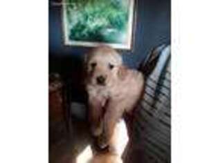 Golden Retriever Puppy for sale in Starr, SC, USA